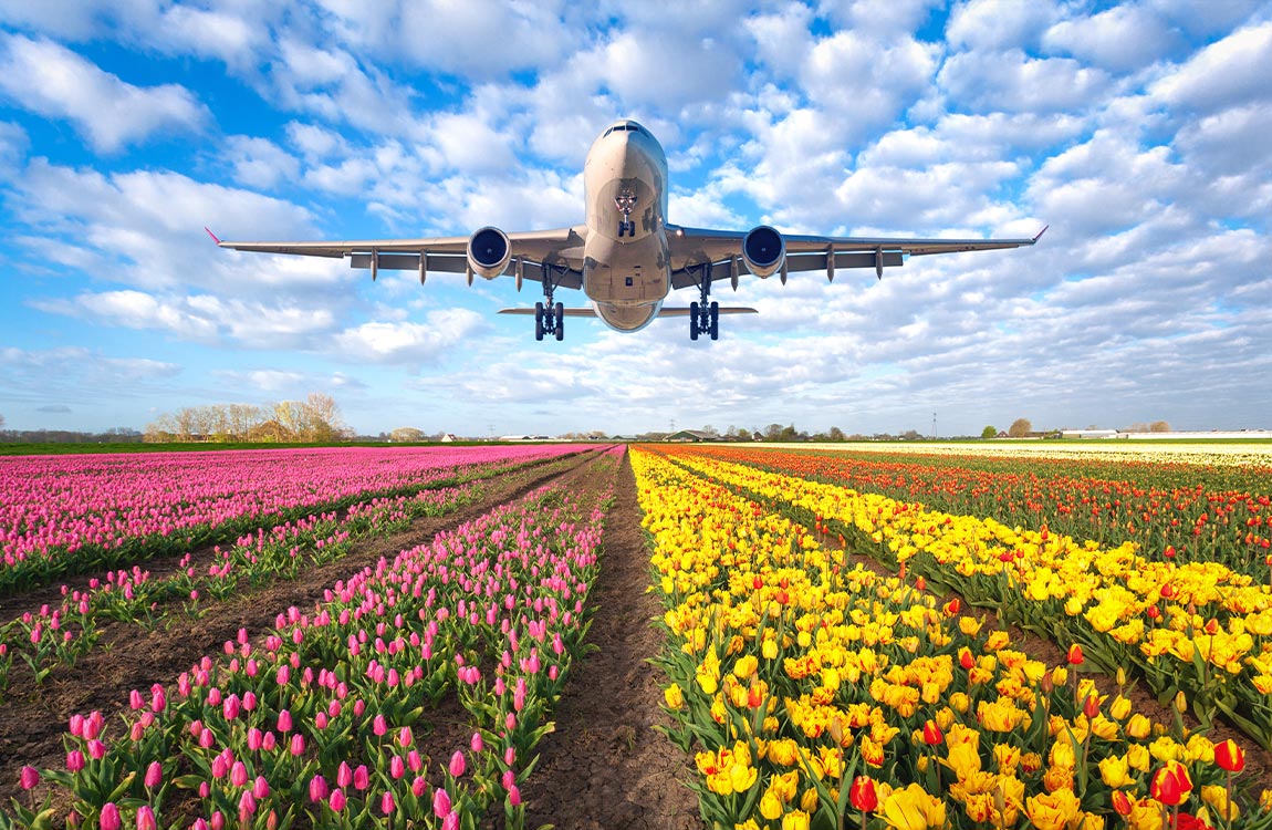 An commercial airplane in flight over a field of colorful flowers