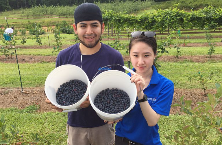 A man and women show their freshly picked blueberries inside large plastic buckets.